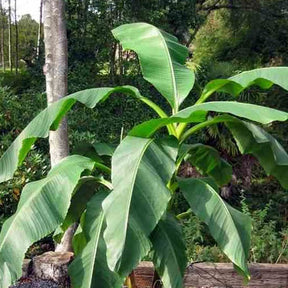 Vruchtbanaan Dajiao - Willemse