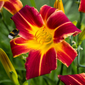 3 Everydaylily Red Ribs Daglelies - Hemerocallis 'everydaylily red ribs' - Willemse