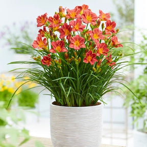 3 Everydaylily Red Ribs Daglelies - Willemse