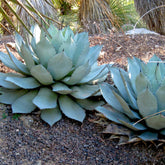 Agave parryi - Agave Parryi - Willemse