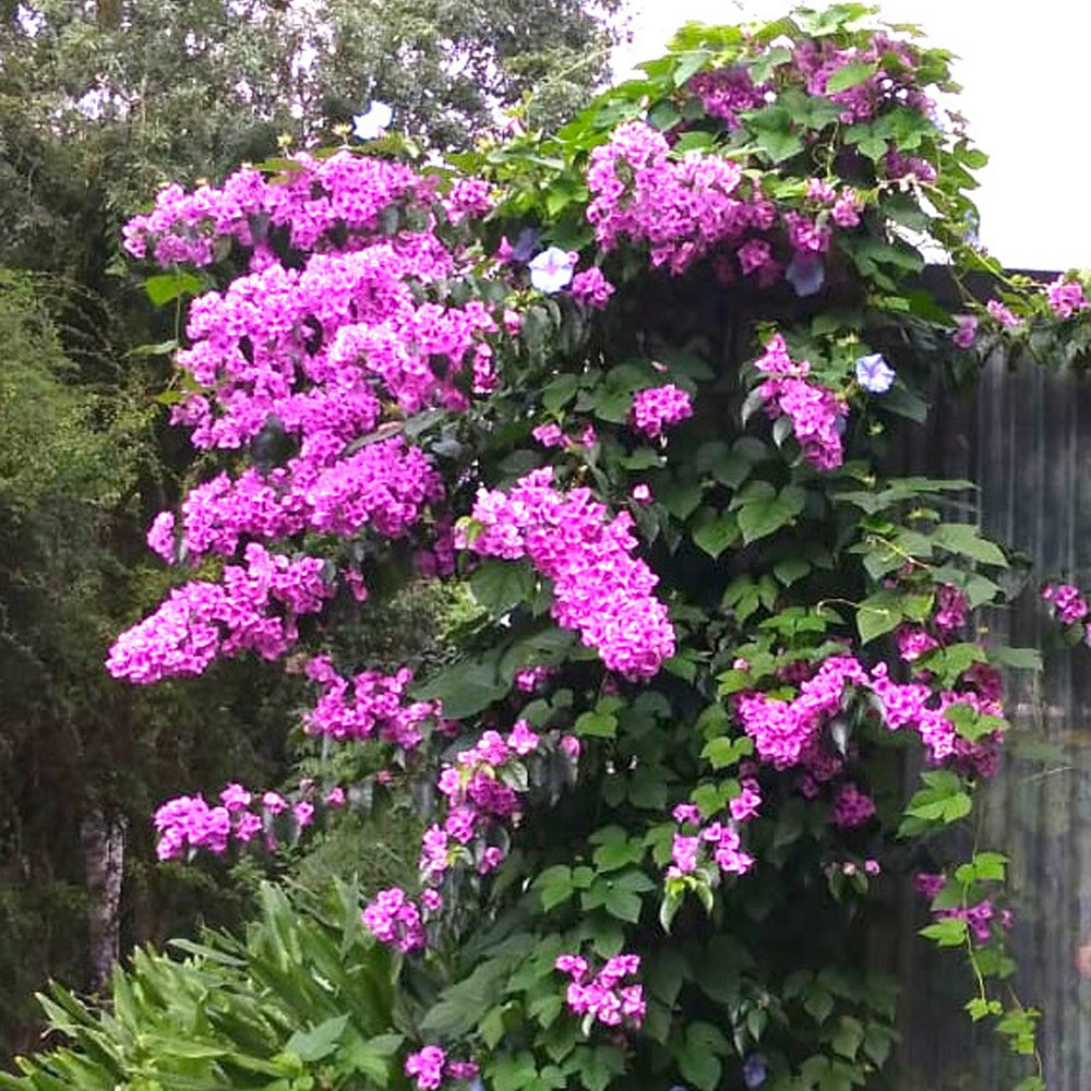Bougainville 'Violet de Mèze' - Bougainvillea 'violet de mèze' - Willemse