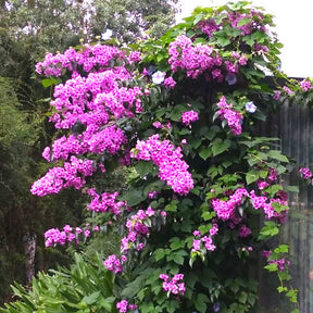 Bougainville 'Violet de Mèze' - Bougainvillea 'violet de mèze' - Willemse