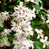 Clematis 'Majorie' - Willemse