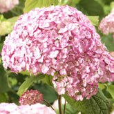 Sneeuwbalhortensia 'Candy Bell Bubblegum'® - Hydrangea arborescens 'candy belle bublegum' - Willemse