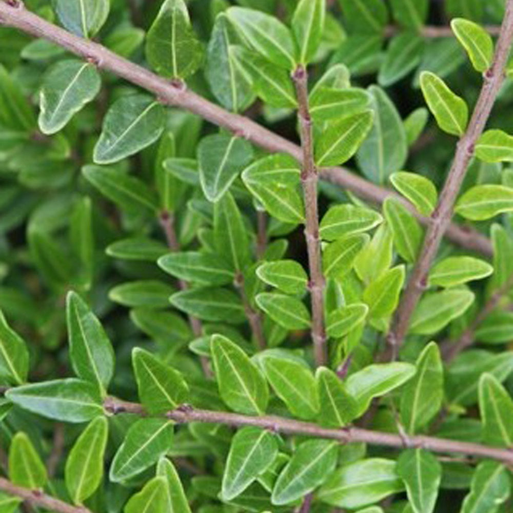 Verkoop Kamperfoelie 'Moss Green' - Lonicera pileata 'moss green'