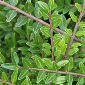 Verkoop Kamperfoelie 'Moss Green' - Lonicera pileata 'moss green'