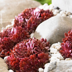 Huislook 'Chick Charm'® - Sempervivum 'chick charmes' - Willemse