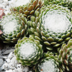 Sempervivum - Huislook - Huislook 'Chick Charm'® - Sempervivum 'chick charmes'