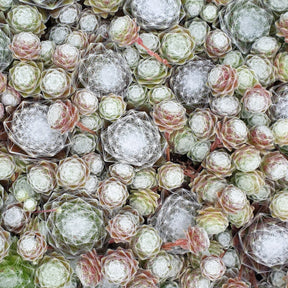 Verkoop Huislook 'Chick Charm'® - Sempervivum 'chick charmes'