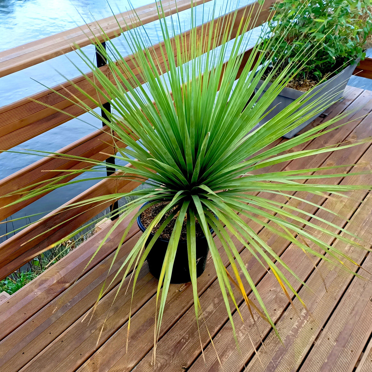 Blauw beregras - Nolina nelsonii - Willemse