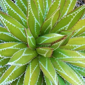 Agave 'Impressive' - Willemse