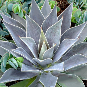 Mangave 'Lavender Lady' - Willemse