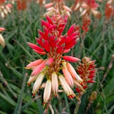 Aloe 'Safari Sunrise'® - Aloe x safari Sunrise ® - Willemse