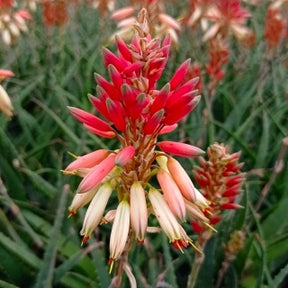 Aloe 'Safari Sunrise'® - Aloe x safari Sunrise ® - Willemse