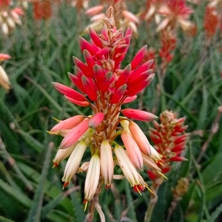 Aloe 'Safari Sunrise'® - Aloe x safari Sunrise ® - Willemse