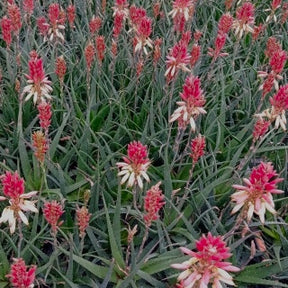 Aloe 'Safari Sunrise'® - Willemse
