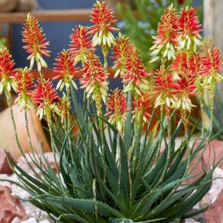 Aloe x safari Sunrise ® - Aloe 'Safari Sunrise'® - Aloë