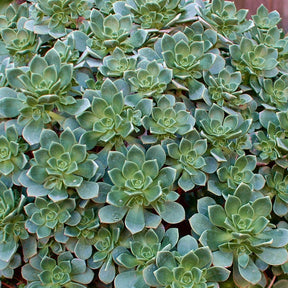 Echeveria haworthii - Willemse