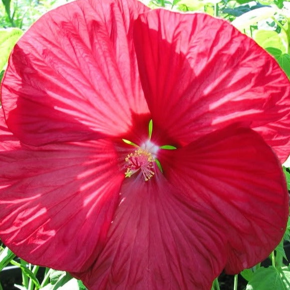 Hibiscus moscheutos Luna Red - Altheastruik 'Luna Red' - Hibiscus