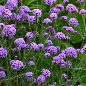 IJzerhard 'Royal Dreams'® - Willemse