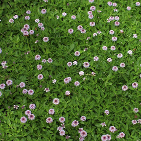 IJzerhard - Willemse