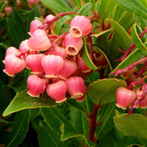 Aardbeienboom 'Compacta' - Arbutus unedo Compacta - Willemse