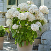 Sneeuwbalhortensia 'Candy Belle® Marshmallow®' - Willemse