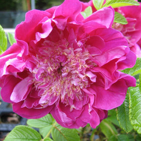 Wilde roos 'Pompom Perfume'® - Rosa rugosa Pompom Perfume - Willemse