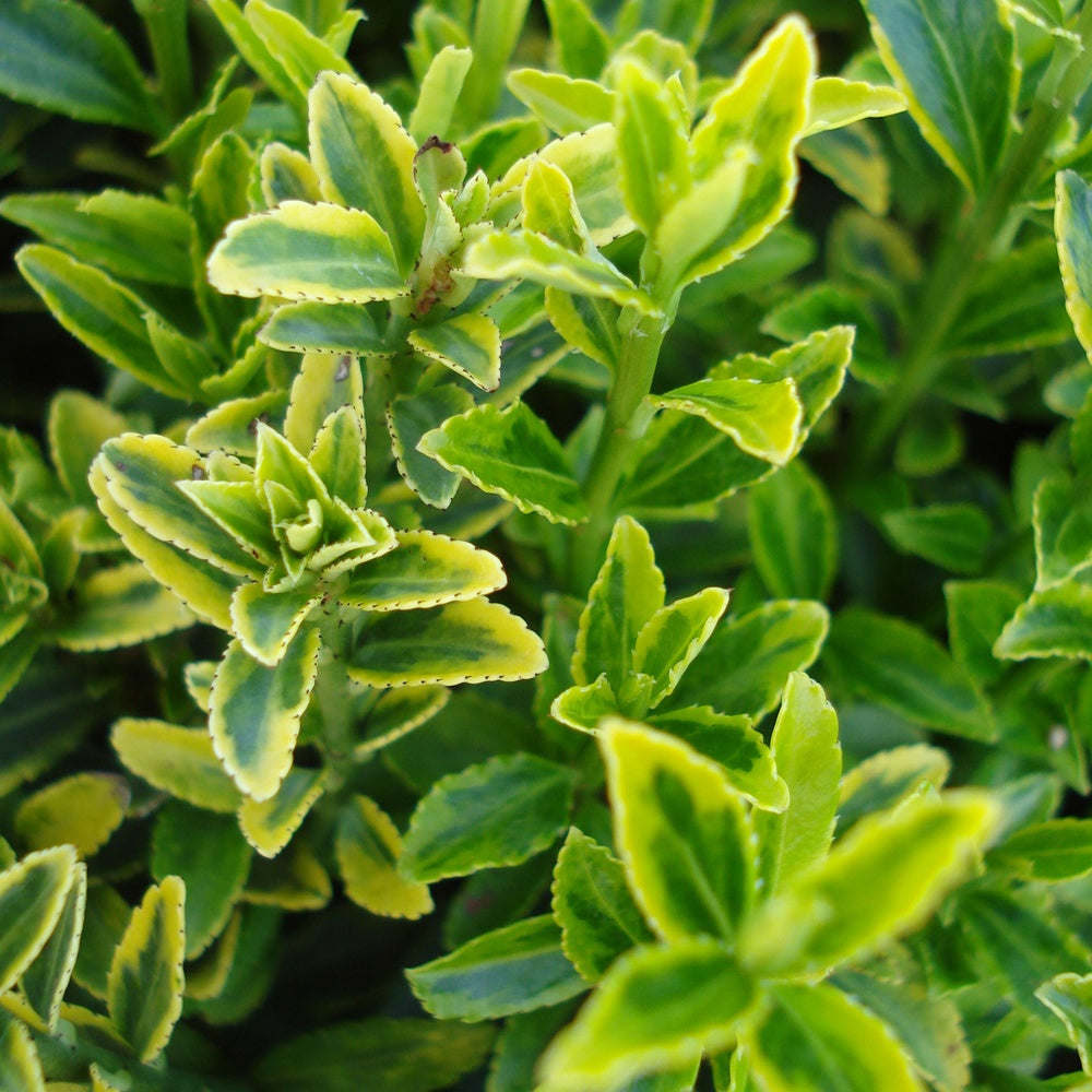 Japanse kardinaalsmuts 'Microphyllus Aureovariegatus' - Euonymus japonicus microphyllus Aureovariegatus - Willemse