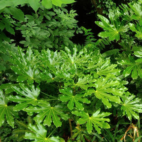 Vingerplant - Fatsia japonica