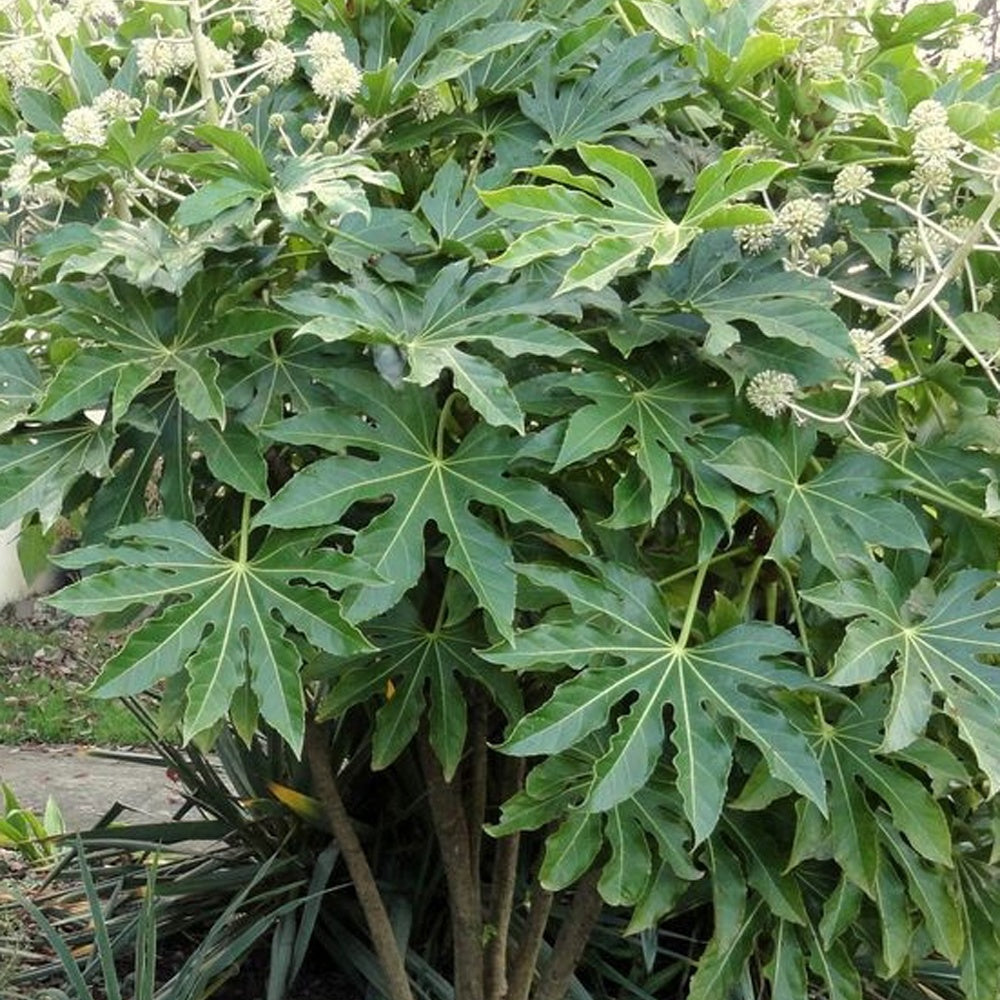 Vingerplant - Fatsia japonica