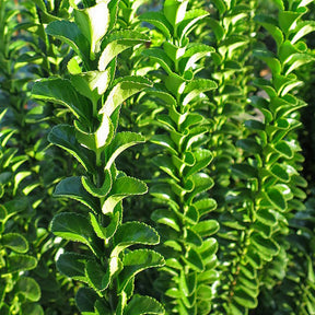 Japanse kardinaalsmuts 'Green Spire' - Euonymus japonicus green spire - Willemse