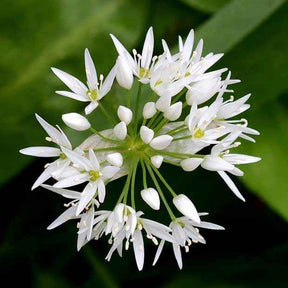 Knoflook - Daslook - Allium ursinum