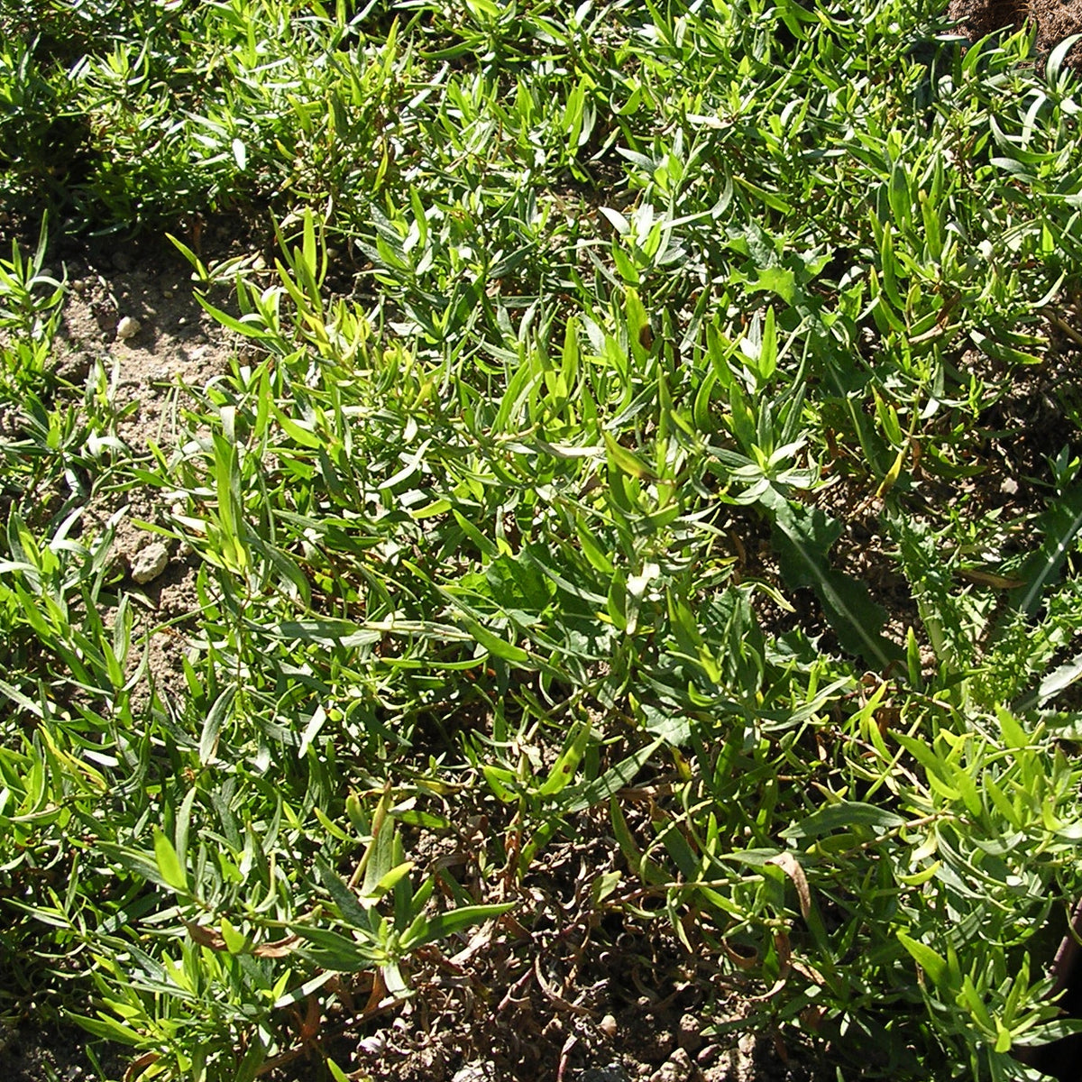 Russische dragon - Willemse