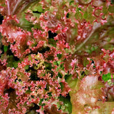 Rode krulsla - BIO - Lactuca lollo rossa - Willemse