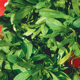 Veldsla - BIO - Willemse