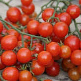 Cherrytomaat 'Sweety' - BIO - Willemse