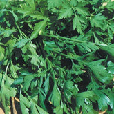 Peterselie 'Gigante d'Italia' - Petroselinum crispum géant d'italie - Kruiden