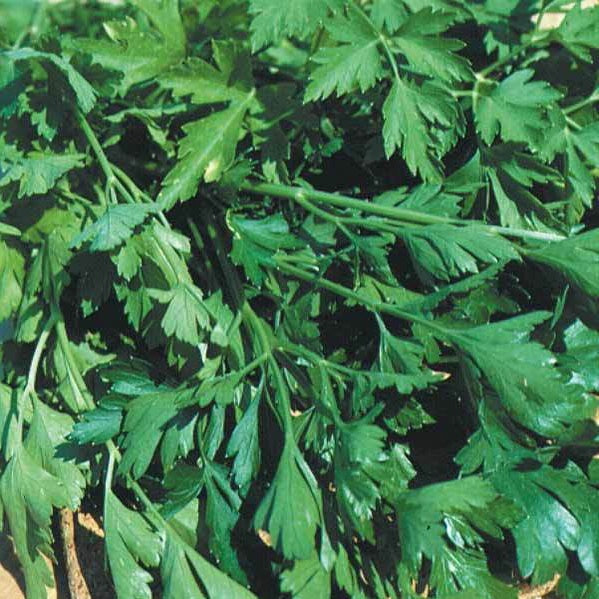 Peterselie 'Gigante d'Italia' - Petroselinum crispum géant d'italie - Kruiden