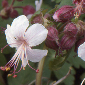 Ooievaarsbek 'Spessart' - Geranium  macrorrhizum Spessart - Willemse