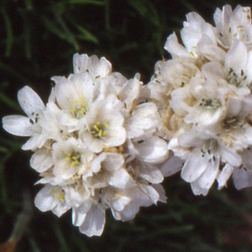 Engels gras 'Alba' - Armeria maritima alba - Willemse