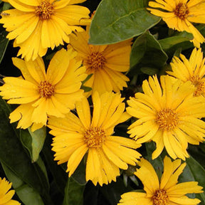 Meisjesogen 'Goldfink' - Willemse