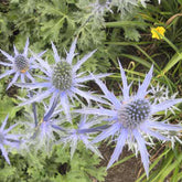 Kruisdistel 'Big Blue' - Willemse