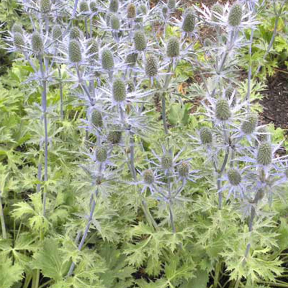 Kruisdistel 'Big Blue' - Eryngium zabelii big blue - Heesters en vaste planten
