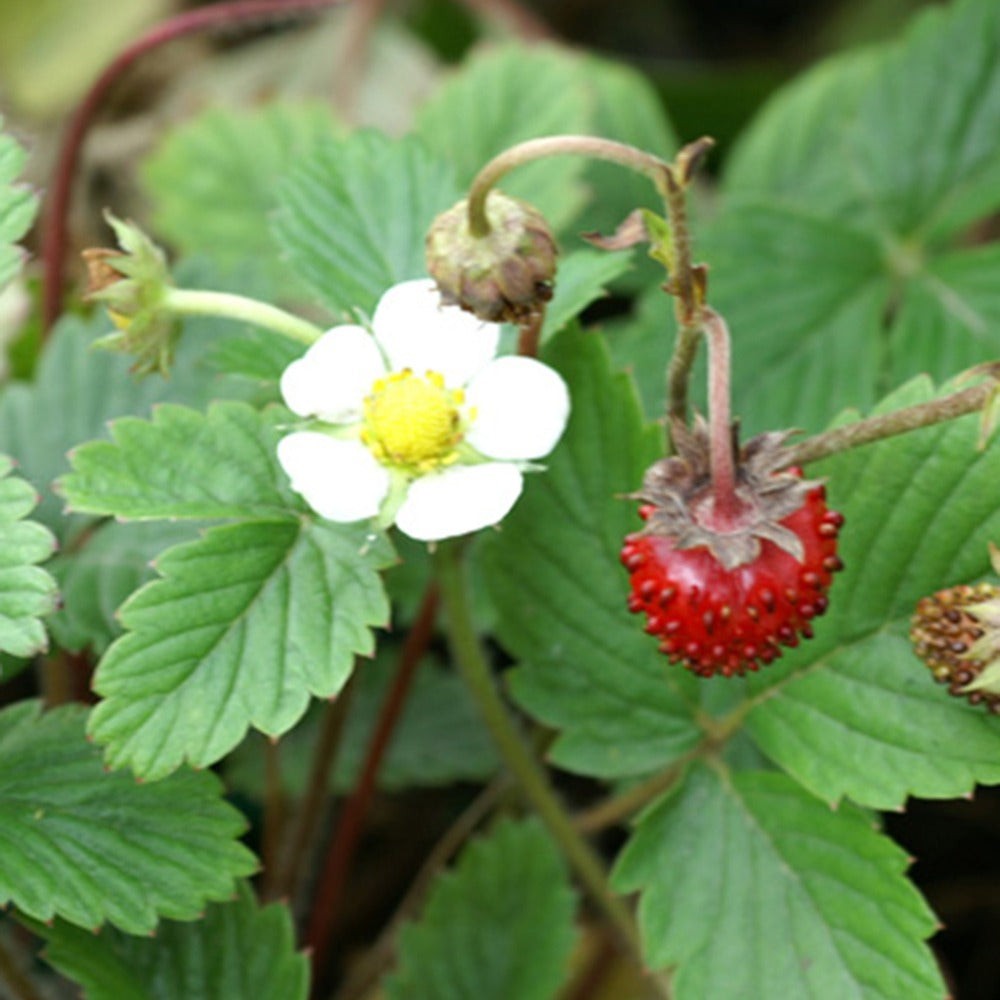 Aardbei - Bosaardbei - Fragaria vesca
