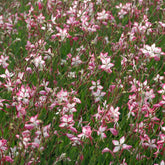 Prachtkaars 'Rosyjane'® - Willemse