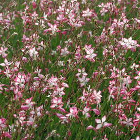 Prachtkaars 'Rosyjane'® - Willemse