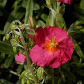 Zonneroosje 'Ben Hope' - Willemse