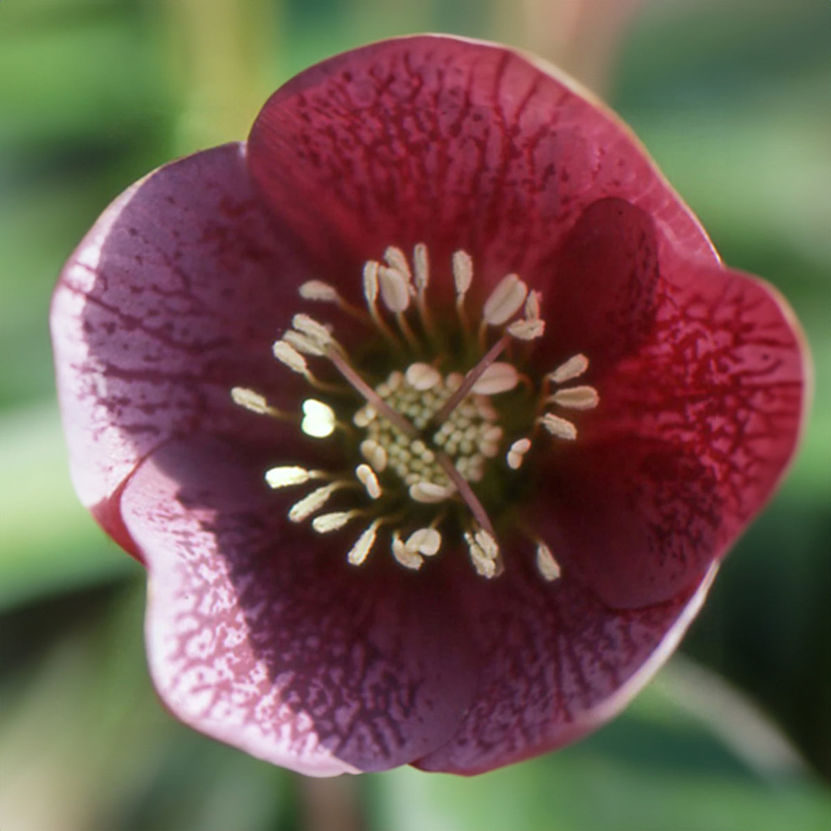 Nieskruid 'Red Hybrids' - Helleborus orientalis red hybrids - Willemse