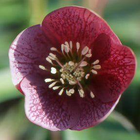 Nieskruid 'Red Hybrids' - Helleborus orientalis red hybrids - Willemse